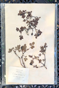 Antique French Herbarium Specimen No. 258 | Rosa micrantha Sm. var. | 1897