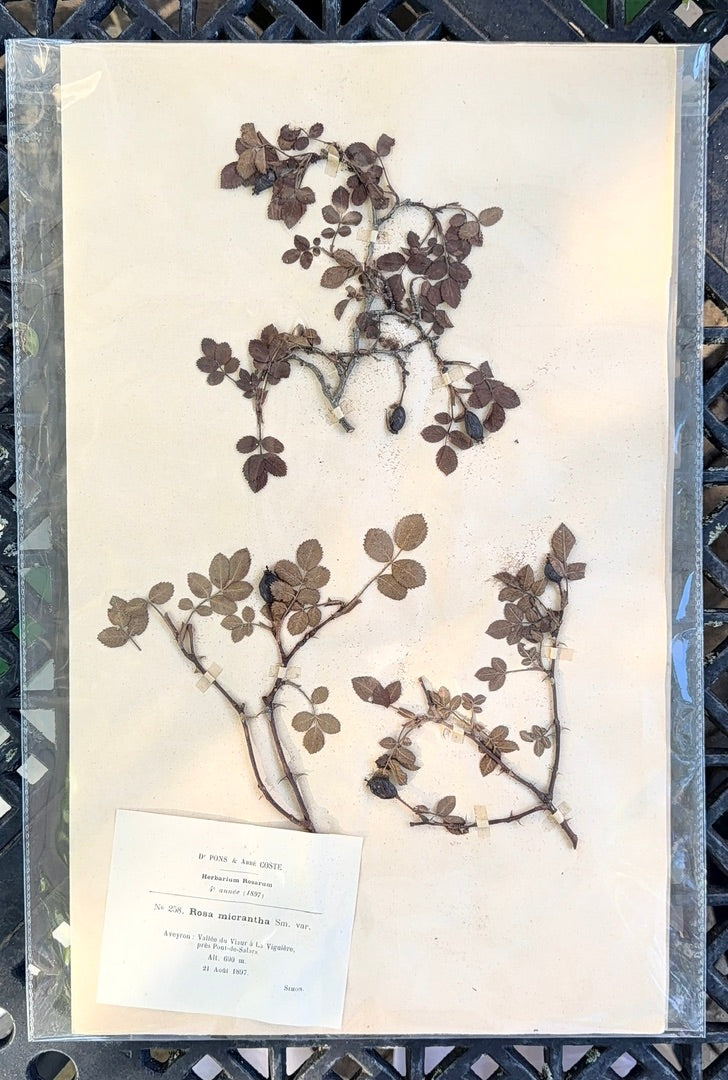 Antique French Herbarium Specimen No. 258 | Rosa micrantha Sm. var. | 1897