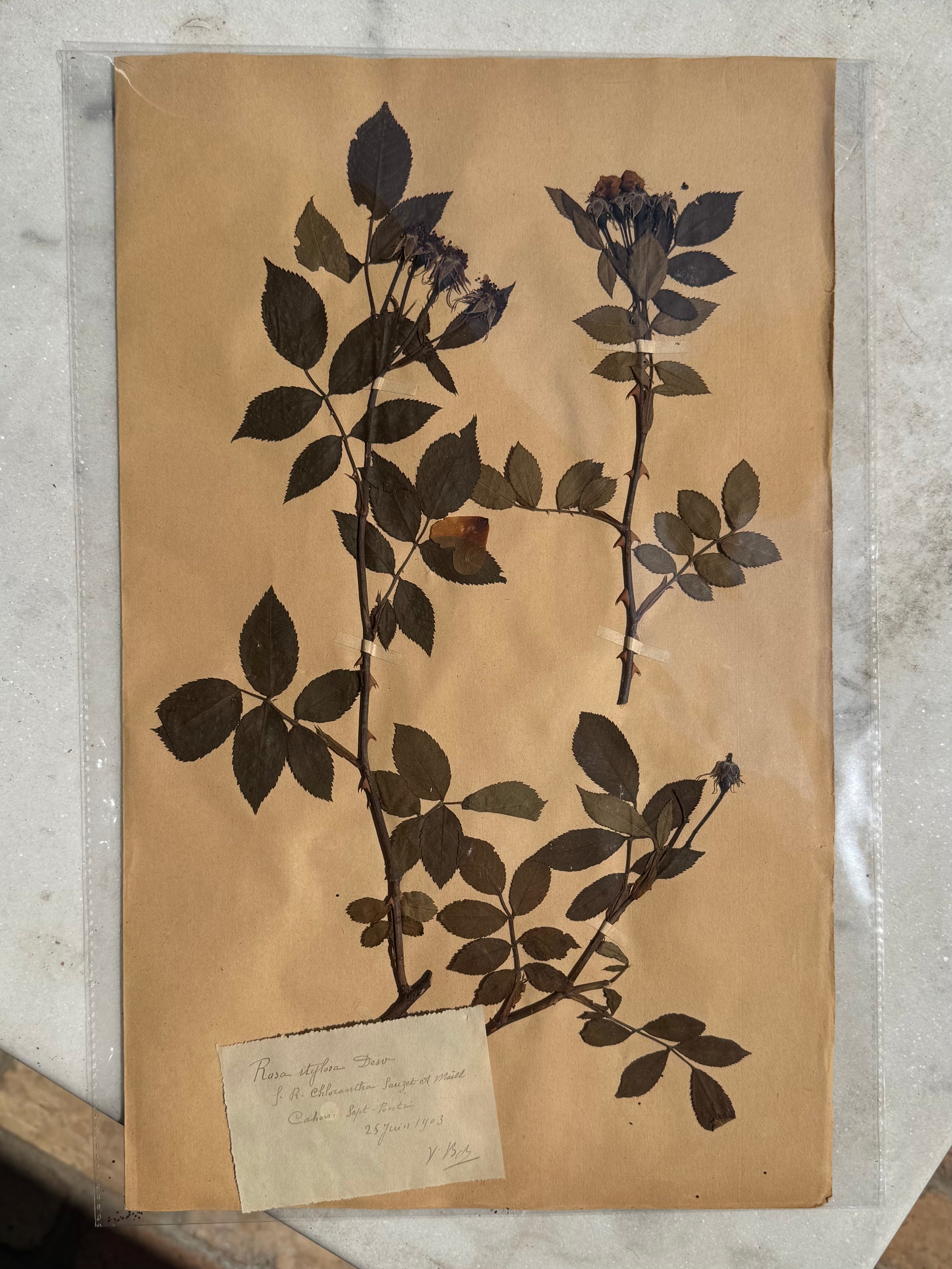 Rosa Stylosa Desv