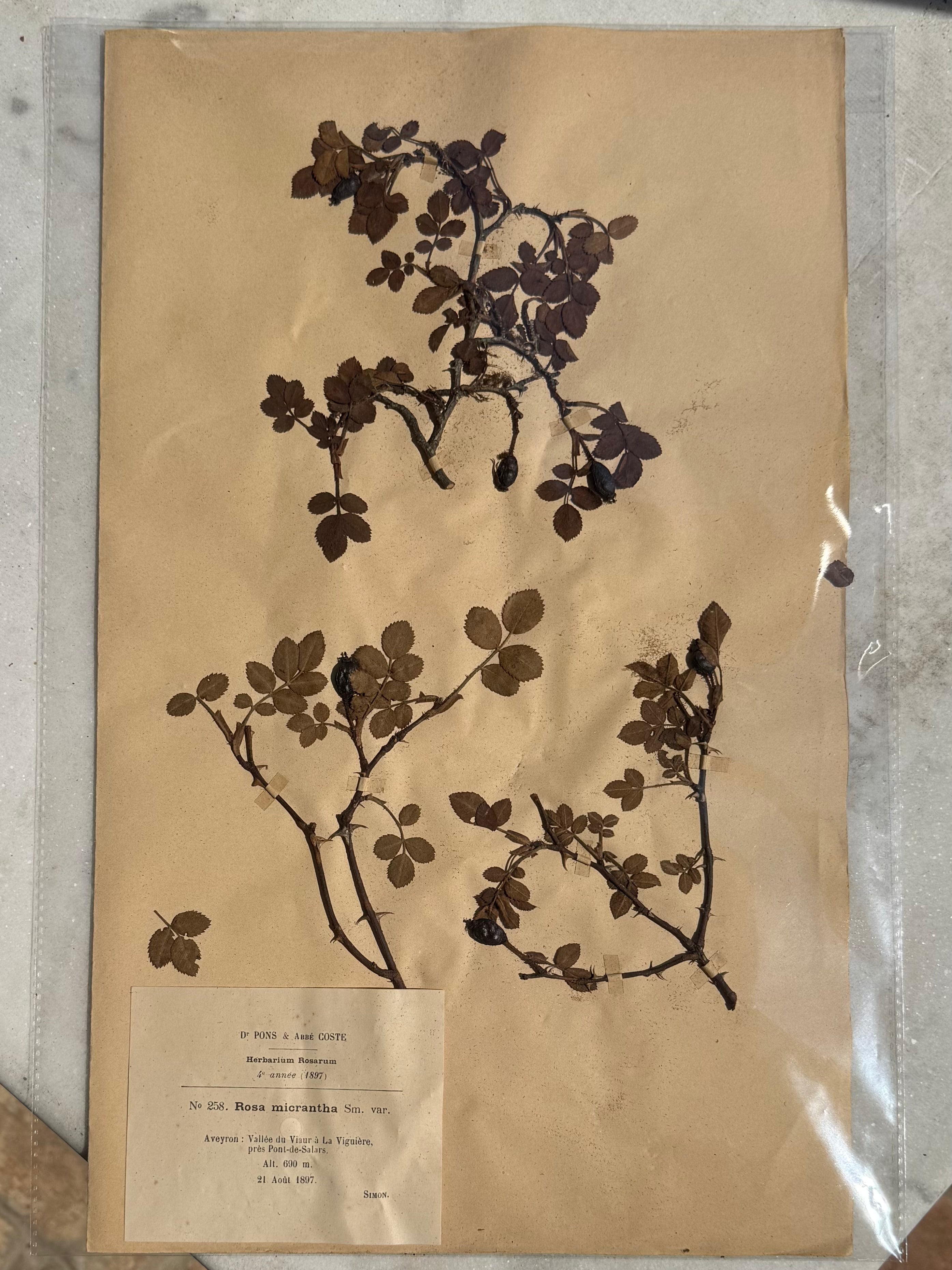 A beautifully preserved original French herbarium specimen documenting Rosa micrantha, carefully collected and mounted in 1897 as part of Herbarium Rosarum, the celebrated botanical study compiled by Dr. Pons &amp; Abbé Coste.