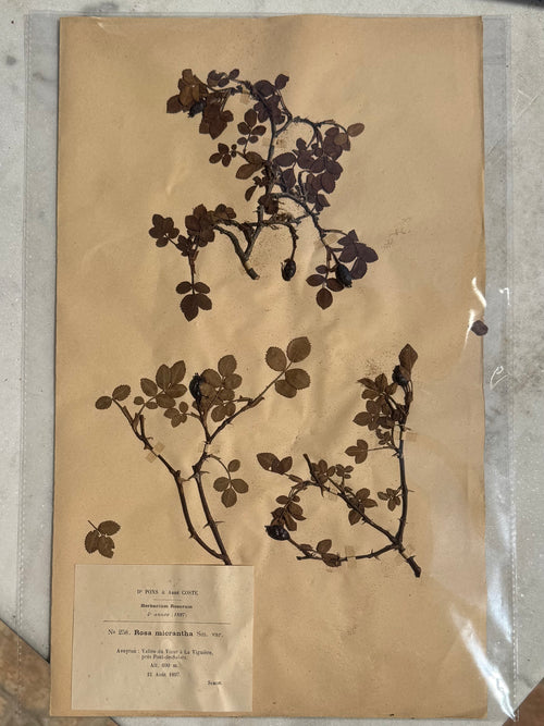 A beautifully preserved original French herbarium specimen documenting Rosa micrantha, carefully collected and mounted in 1897 as part of Herbarium Rosarum, the celebrated botanical study compiled by Dr. Pons &amp; Abbé Coste.