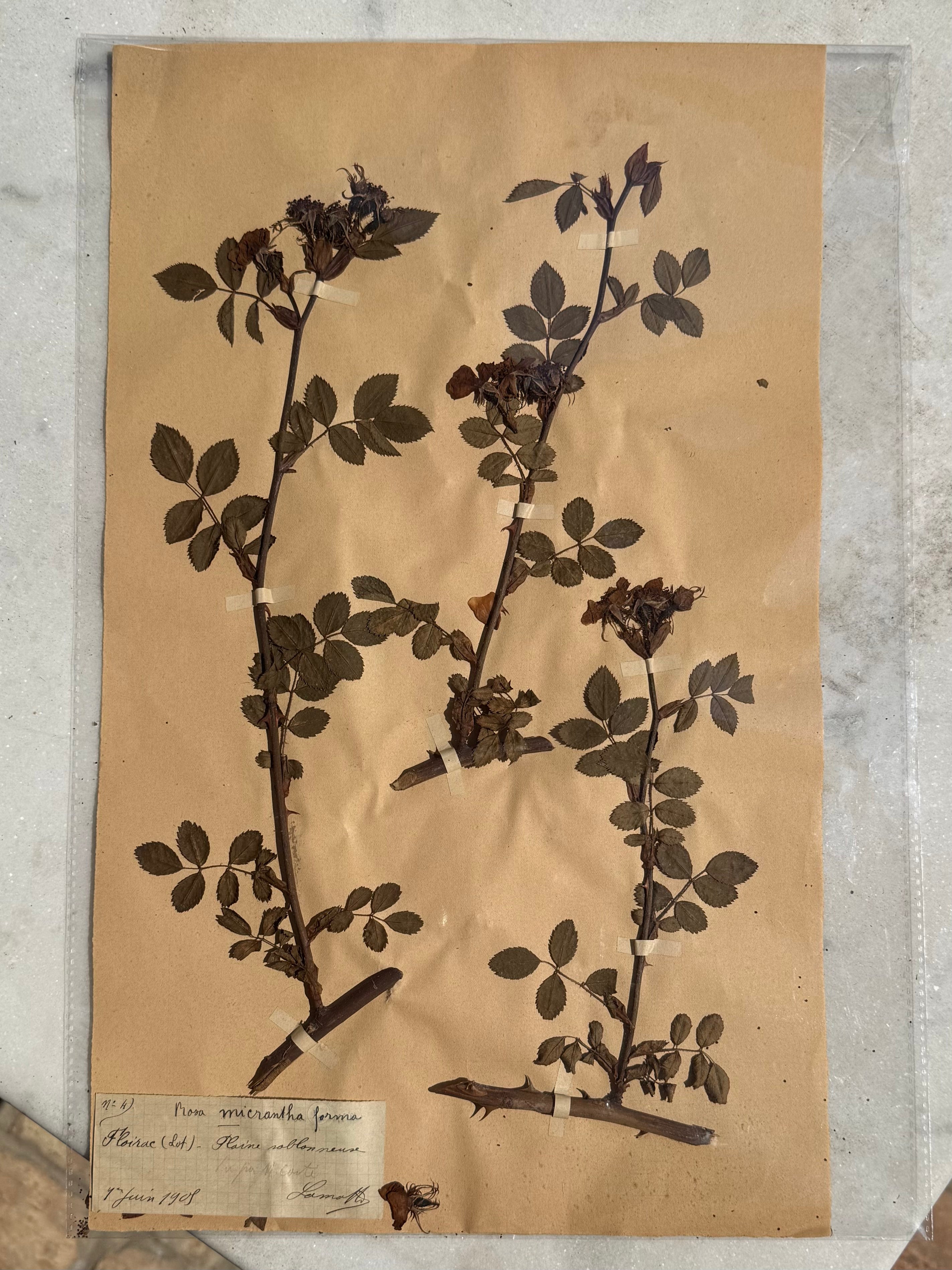 Collected in the French countryside in 1908, this original herbarium specimen is a remarkable example of early twentieth-century botanical preservation. Carefully pressed and mounted by hand, it captures the delicate structure of Rosa micrantha forma, preserving a fleeting moment in nature for more than a century.
