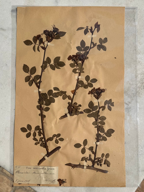 Collected in the French countryside in 1908, this original herbarium specimen is a remarkable example of early twentieth-century botanical preservation. Carefully pressed and mounted by hand, it captures the delicate structure of Rosa micrantha forma, preserving a fleeting moment in nature for more than a century.
