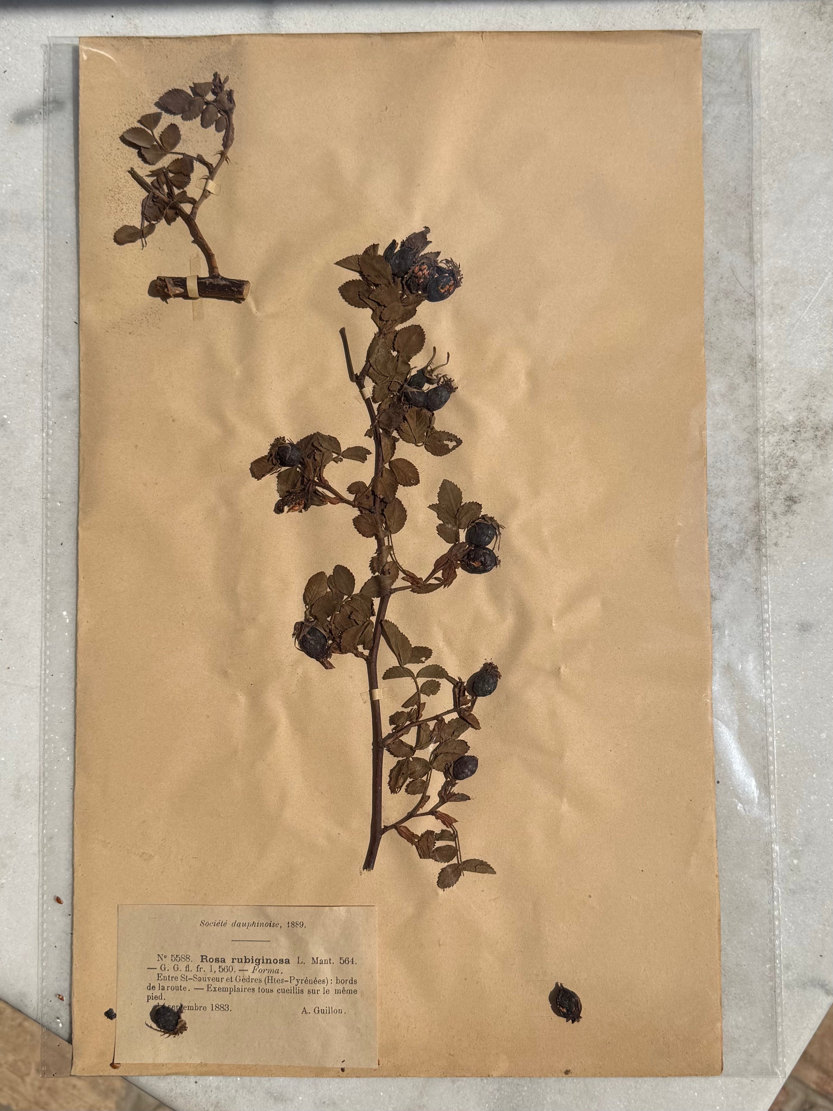 An extraordinary original French herbarium specimen documenting Rosa rubiginosa (Sweet Briar Rose), preserved as part of the Société Dauphinoise botanical collection in 1889.