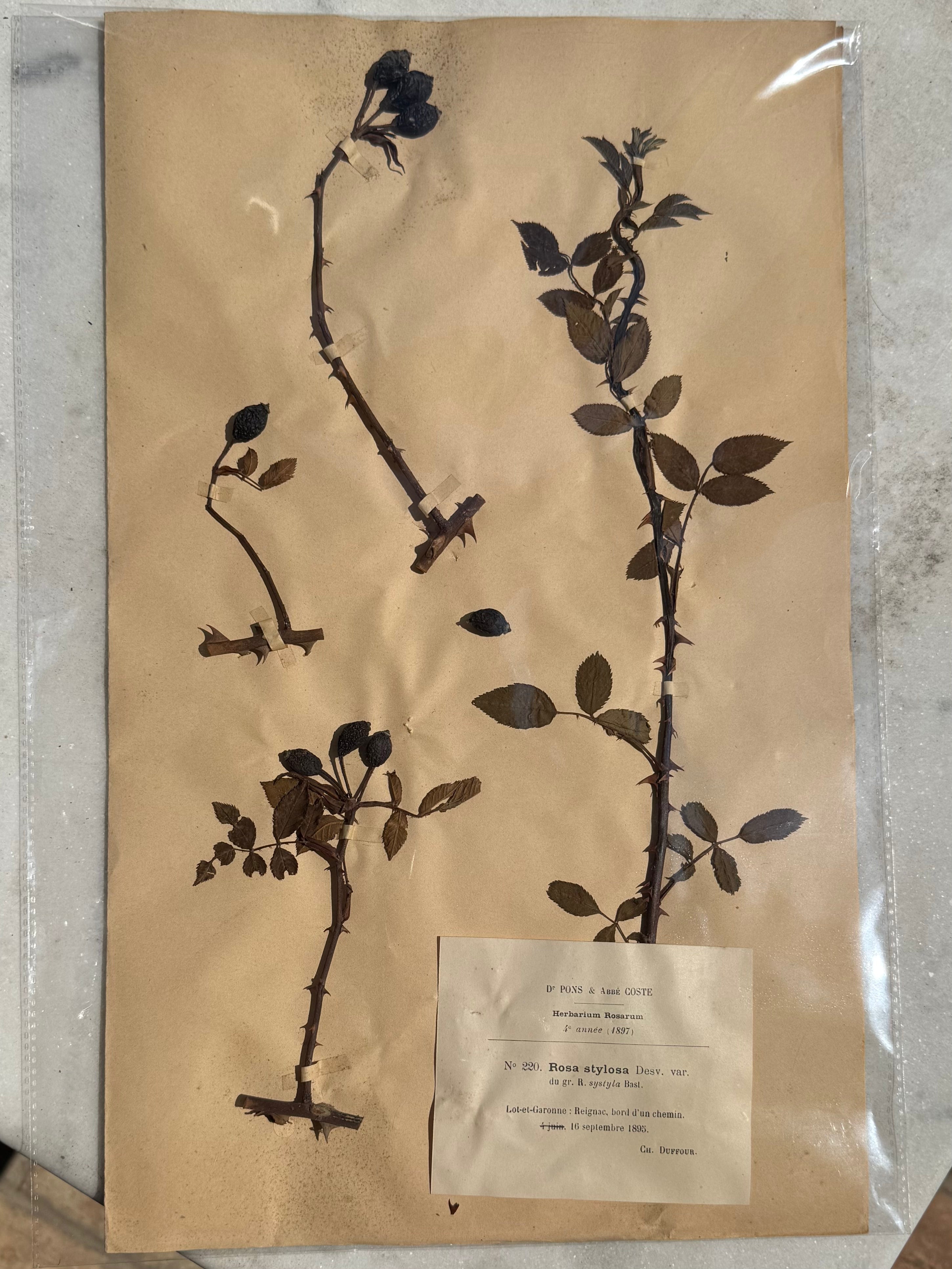 A remarkable original French herbarium specimen documenting Rosa stylosa Desv., carefully preserved as part of the renowned Herbarium Rosarum compiled by Dr. Pons &amp; Abbé Coste.