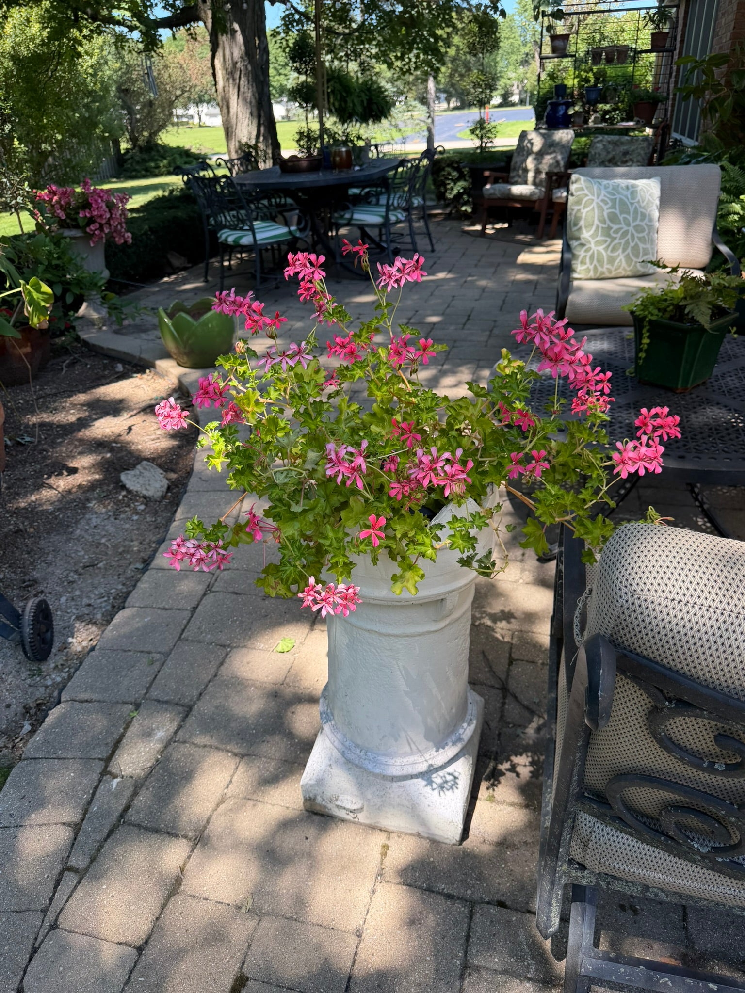 This is a vintage English crown chimney pot that has been painted white and has pink ivy geraniums planted in it. 