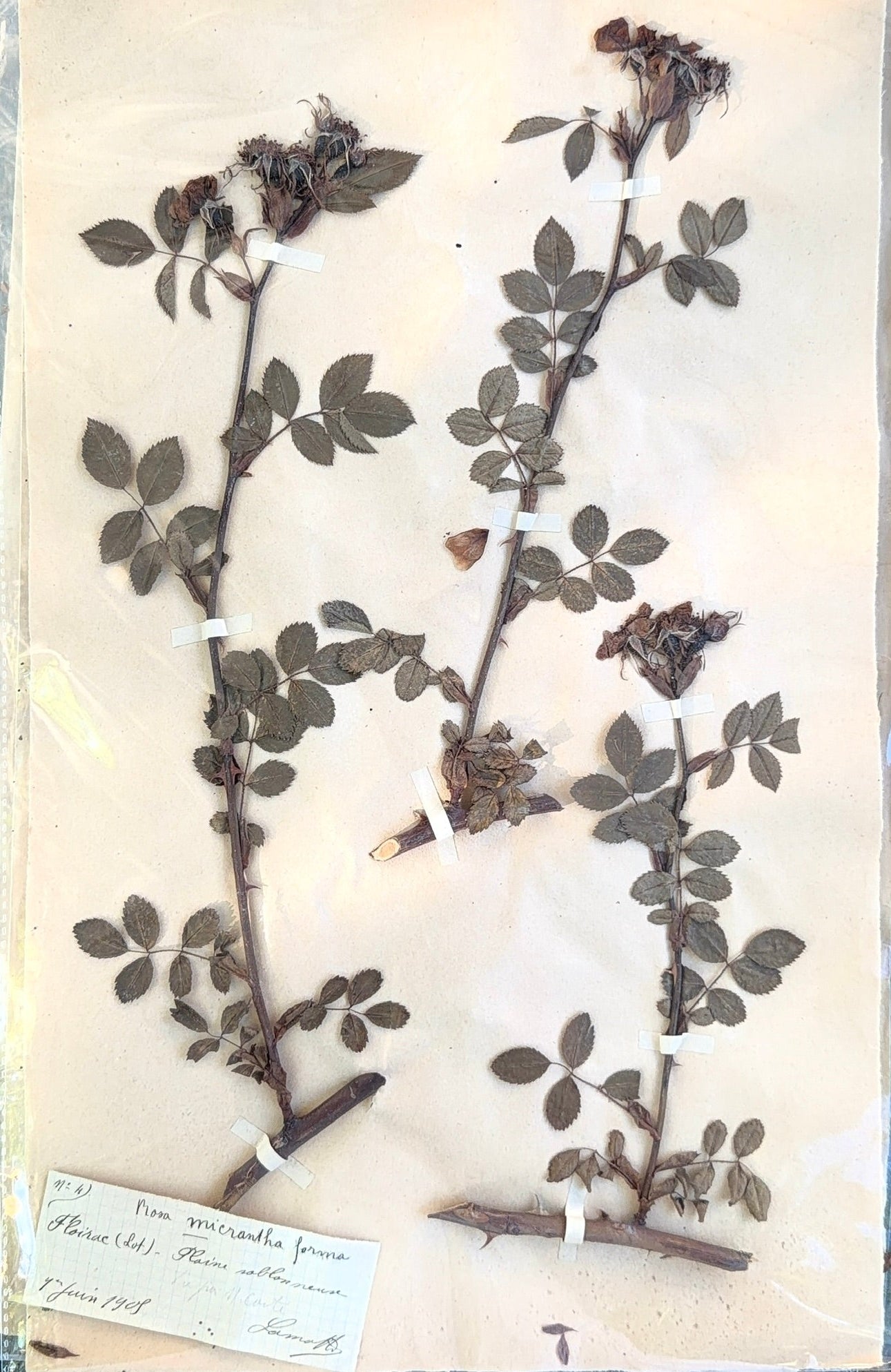 An original French herbarium specimen collected in Floirac, France, on 4 June 1908. Hand-pressed and mounted with its original handwritten identification label, this one-of-a-kind botanical study offers over a century of natural history and timeless decorative appeal.