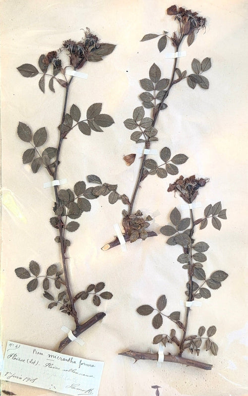 An original French herbarium specimen collected in Floirac, France, on 4 June 1908. Hand-pressed and mounted with its original handwritten identification label, this one-of-a-kind botanical study offers over a century of natural history and timeless decorative appeal.