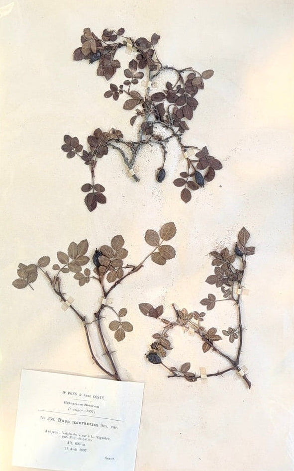 An original French herbarium specimen documenting Rosa micrantha, collected in the Viaur Valley of Aveyron, France, on 21 August 1897. Hand-pressed and mounted with its original printed identification label, this one-of-a-kind botanical study celebrates more than a century of French botanical history and enduring natural beauty.