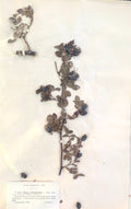 An original French herbarium specimen documenting Rosa rubiginosa (Sweet Briar Rose), preserved by the Société Dauphinoise in 1889. Hand-pressed and mounted with its original printed identification label, this exceptional botanical study offers more than 135 years of French natural history and timeless decorative beauty.
