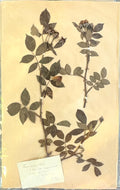 An original French herbarium specimen documenting Rosa stylosa, collected near Cahors, France, on 25 June 1903. Hand-pressed and accompanied by its original handwritten identification label, this one-of-a-kind botanical study celebrates over a century of French botanical history and timeless natural beauty.