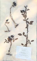 An original French herbarium specimen documenting Rosa stylosa, collected in Lot-et-Garonne, France, on 4 June 1895 and published in the 1897 Herbarium Rosarum. Carefully hand-pressed and mounted with its original printed identification label, this one-of-a-kind botanical study offers more than 130 years of natural history and timeless decorative beauty.